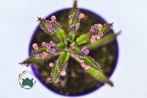 Kalanchoe Pink Butterflies Succulent Pembe Aşkın Gözyaşları Sukulent