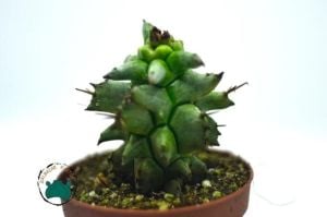 Euphorbia Horrida Monstruosa - Canavar Kaktüs - Sıradışı Formlu Özel Tür Sukulent