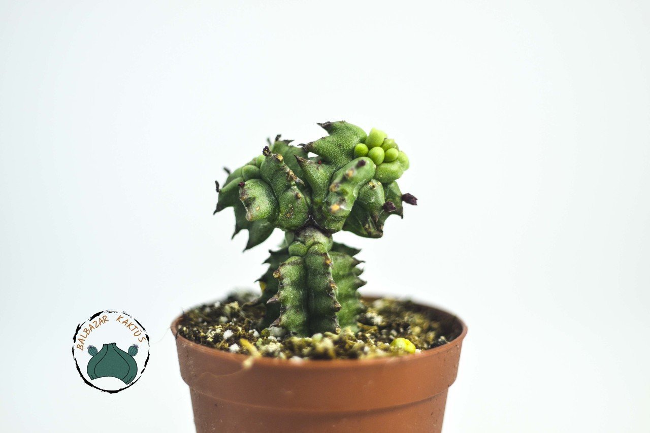 Euphorbia Horrida Monstruosa - Canavar Kaktüs - Sıradışı Formlu Özel Tür Sukulent