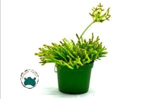 Rhipsalis Hairy Legs Kaktüs Koleksiyonluk Tür 8.5cmlik Saksı