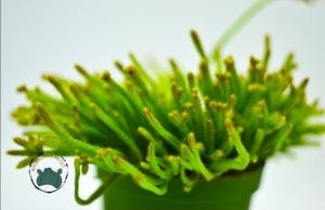 Rhipsalis Hairy Legs Kaktüs Koleksiyonluk Tür 8.5cmlik Saksı