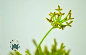 Rhipsalis Hairy Legs Kaktüs Koleksiyonluk Tür 8.5cmlik Saksı