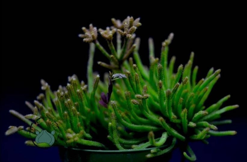 Rhipsalis Hairy Legs Kaktüs Koleksiyonluk Tür 8.5cmlik Saksı