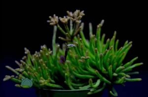 Rhipsalis Hairy Legs Kaktüs Koleksiyonluk Tür 8.5cmlik Saksı