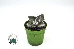 Lenophyllum Guttatum Succulent - Mor Siyah Benekli Sukulent Nadir Tür