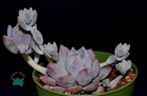 Echeveria Prolifica Sukulent - Gümüş Kırmızı Sukulent