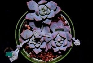 Echeveria Prolifica Sukulent - Gümüş Kırmızı Sukulent