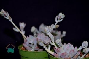 Echeveria Prolifica Sukulent - Gümüş Kırmızı Sukulent