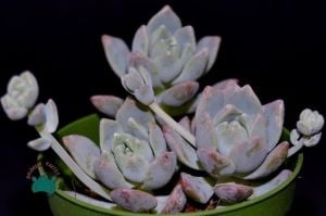Echeveria Prolifica Sukulent - Gümüş Kırmızı Sukulent