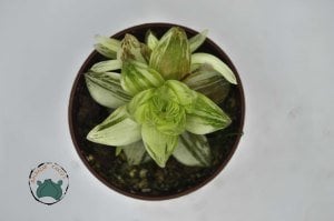 Haworthia Cymbiformis Variegata - Saydam Yapraklı Nadir Tür Sukulent (8,5cmlik saksıda)