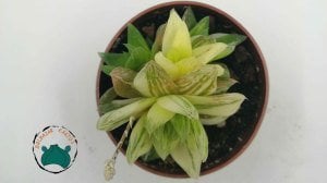 Haworthia Cymbiformis Variegata - Saydam Yapraklı Nadir Tür Sukulent (8,5cmlik saksıda)