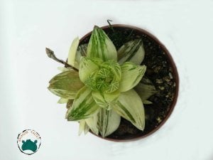 Haworthia Cymbiformis Variegata - Saydam Yapraklı Nadir Tür Sukulent (8,5cmlik saksıda)
