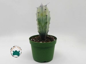 Myrtillocactus Geometrizans - Mavi Gövde Dilim Kenar Kaktüs (8,5cmlik saksı)