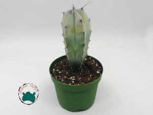 Myrtillocactus Geometrizans - Mavi Gövde Dilim Kenar Kaktüs (8,5cmlik saksı)