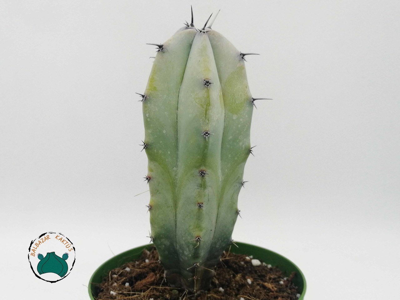 Myrtillocactus Geometrizans - Mavi Gövde Dilim Kenar Kaktüs (8,5cmlik saksı)