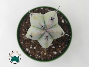 Myrtillocactus Geometrizans - Mavi Gövde Dilim Kenar Kaktüs (8,5cmlik saksı)