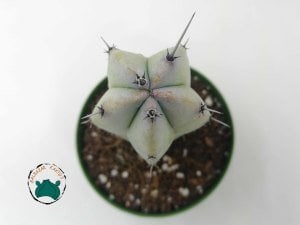 Myrtillocactus Geometrizans - Mavi Gövde Dilim Kenar Kaktüs (8,5cmlik saksı)