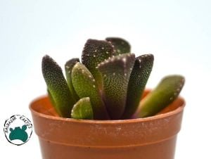 Aloinopsis Luckhoffii (Yaşayan Taş) Sukulent - Özel Tür