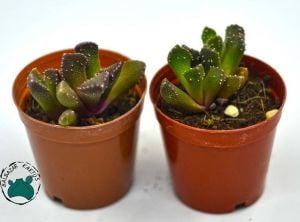 Aloinopsis Luckhoffii (Yaşayan Taş) Sukulent - Özel Tür