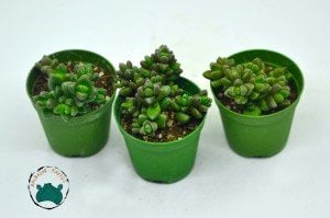 Crassula Elegance - Puantiyeli Özel Tür Sukulent