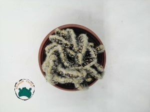 Hildewintera Colademononis Cristata-Beyaz Tüylü Beyin Kaktüs - Koleksiyonluk Nadir Tür Kaktüs (9cmlik saksıda)