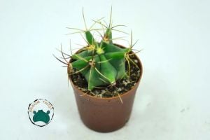 Ferocactus Histrix - Fıçı Kaktüsü Sıra Dışı Formlu Koleksiyonluk Tür