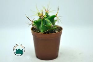 Ferocactus Histrix - Fıçı Kaktüsü Sıra Dışı Formlu Koleksiyonluk Tür