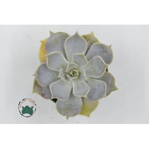 Echeveria Lilacina Ghost Sukulent