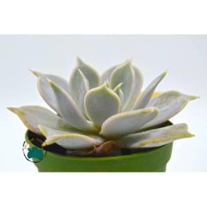 Echeveria Lilacina Ghost Sukulent