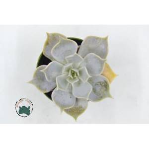 Echeveria Lilacina Ghost Sukulent