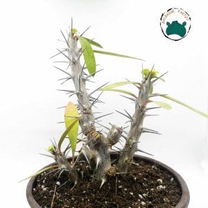 Euphorbia Milii Sukulent- Dikenler Tacı Kırmızı Çiçek Açar (12cmlik saksıda)