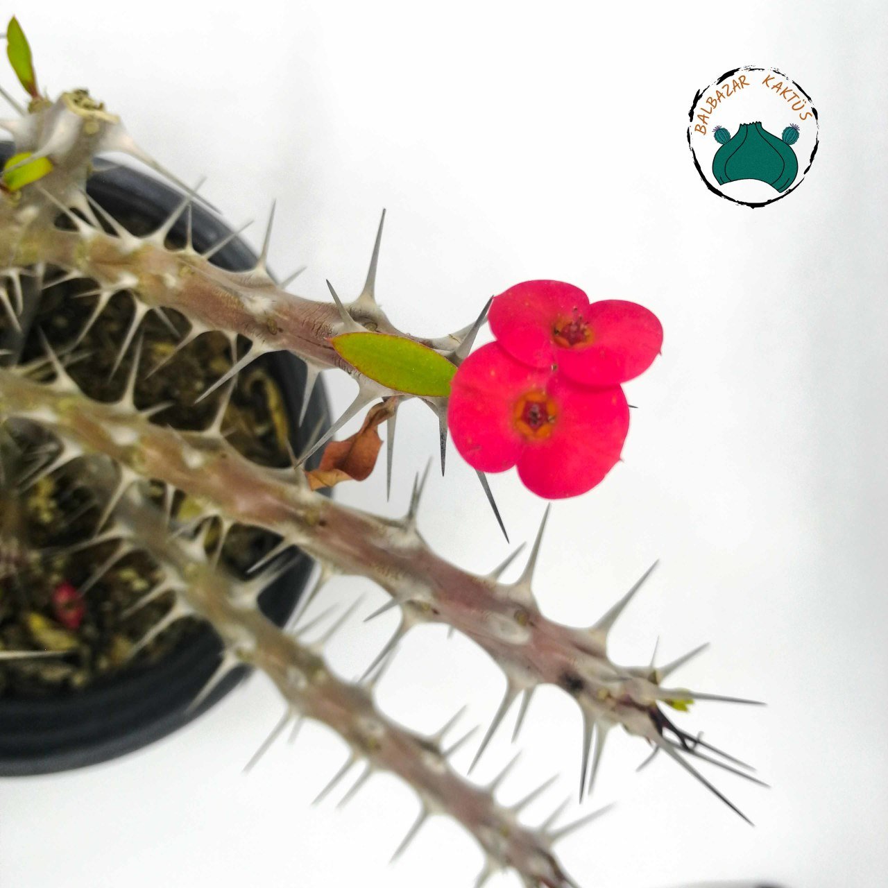 Euphorbia Milii Sukulent- Dikenler Tacı Kırmızı Çiçek Açar (12cmlik saksıda)