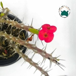 Euphorbia Milii Sukulent- Dikenler Tacı Kırmızı Çiçek Açar (12cmlik saksıda)