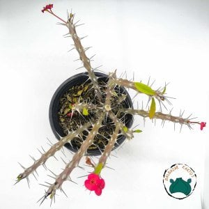 Euphorbia Milii Sukulent- Dikenler Tacı Kırmızı Çiçek Açar (12cmlik saksıda)