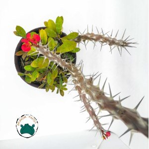 Euphorbia Milii Sukulent- Dikenler Tacı Kırmızı Çiçek Açar (12cmlik saksıda)