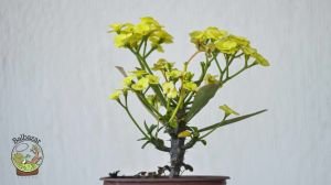 Euphorbia Milii Sukulent- Dikenler Tacı Sarı Çiçek Açar