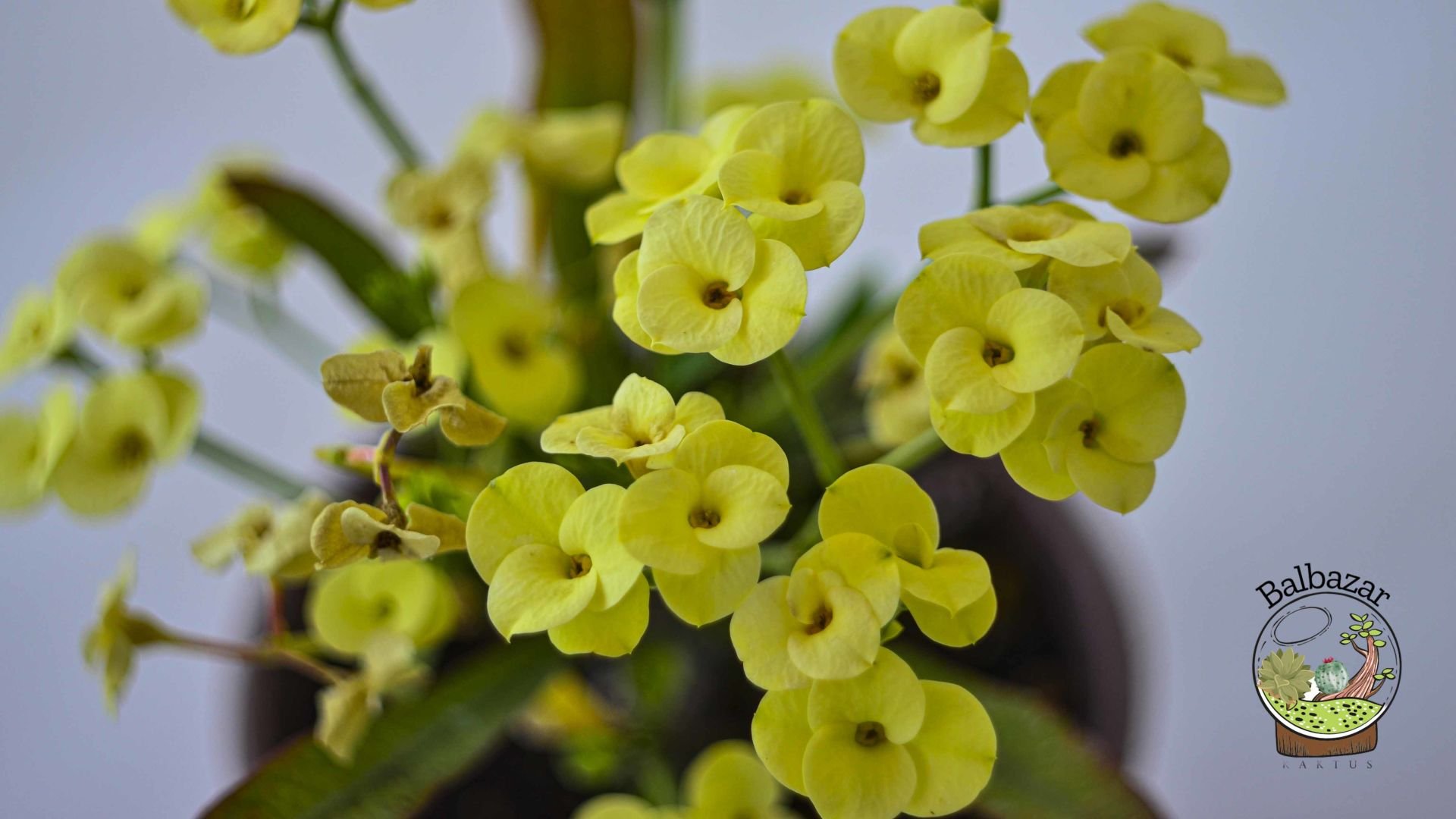 Euphorbia Milii Sukulent- Dikenler Tacı Sarı Çiçek Açar