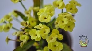 Euphorbia Milii Sukulent- Dikenler Tacı Sarı Çiçek Açar