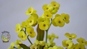 Euphorbia Milii Sukulent- Dikenler Tacı Sarı Çiçek Açar