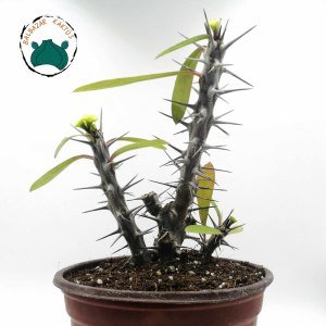 Euphorbia Milii Sukulent- Dikenler Tacı Sarı Çiçek Açar