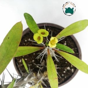 Euphorbia Milii Sukulent- Dikenler Tacı Sarı Çiçek Açar