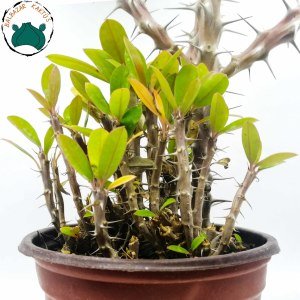 Euphorbia Milii Sukulent- Dikenler Tacı Kırmızı Büyük Boy(12cmlik saksıda)