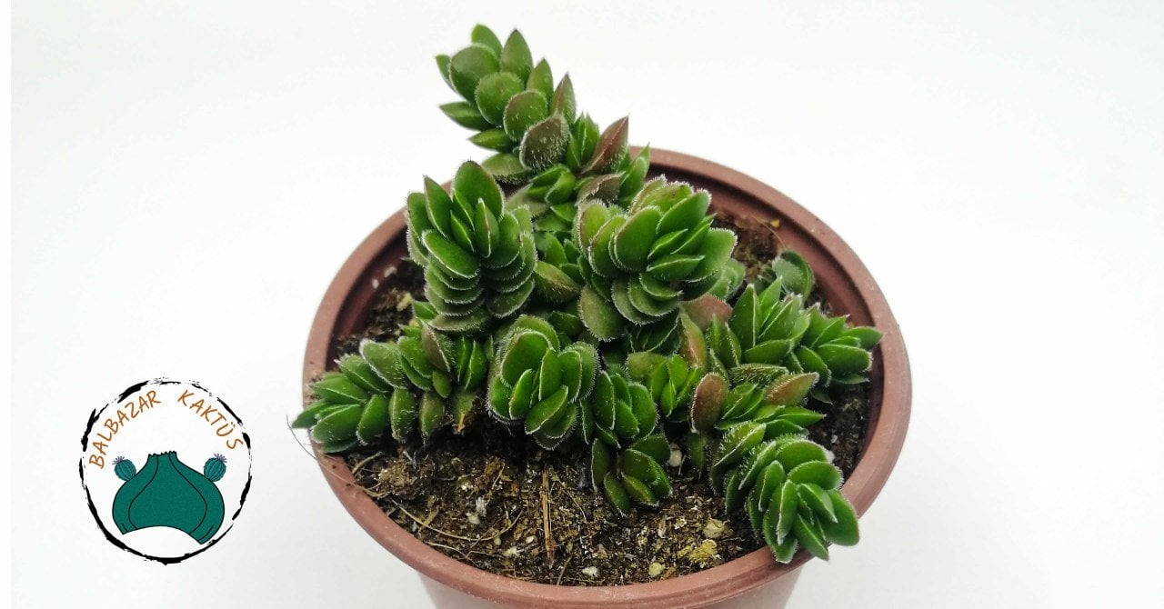 Crassula Lanuginosavar. Pachystemon Sukulent 8,5cmliksaksıda