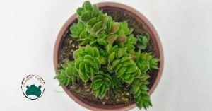 Crassula Lanuginosavar. Pachystemon Sukulent 8,5cmliksaksıda