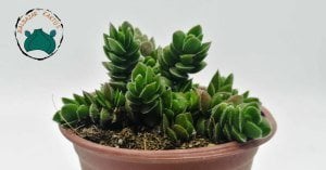 Crassula Lanuginosavar. Pachystemon Sukulent 8,5cmliksaksıda