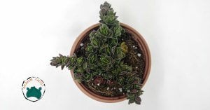 Crassula Lanuginosavar. Pachystemon Sukulent 8,5cmliksaksıda