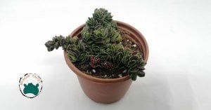 Crassula Lanuginosavar. Pachystemon Sukulent 8,5cmliksaksıda