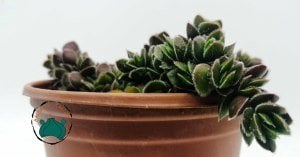 Crassula Lanuginosavar. Pachystemon Sukulent 8,5cmliksaksıda