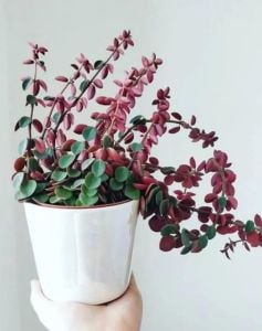 Peperomia Verticillata Red Sukulent Yaprak Altı Kırmızı Renkli