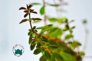 Peperomia Verticillata Red Sukulent Yaprak Altı Kırmızı Renkli